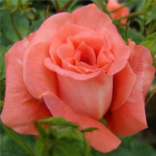 Vendita, rose rose floribunde - arancione - Rosa Diamant® - rosa dal profumo discreto - Reimer Kordes - ,-